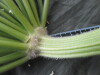 Thumbnail IMG_3116.JPG 