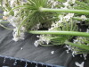 Thumbnail IMG_3117.JPG 