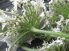 Thumbnail IMG_3118.JPG 