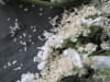 Thumbnail IMG_3119.JPG 
