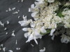 Thumbnail IMG_3120.JPG 