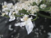 Thumbnail IMG_3121.JPG 
