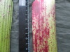 Thumbnail IMG_3123.JPG 
