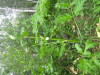 Thumbnail IMG_8305.JPG 