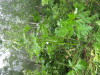Thumbnail IMG_8306.JPG 