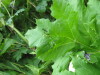 Thumbnail IMG_8307.JPG 