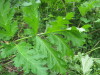 Thumbnail IMG_8308.JPG 