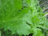 Thumbnail IMG_8309.JPG 