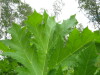 Thumbnail IMG_8310.JPG 