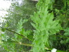 Thumbnail IMG_8311.JPG 