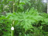 Thumbnail IMG_8312.JPG 