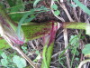 Thumbnail IMG_8313.JPG 