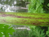 Thumbnail IMG_8315.JPG 