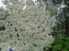 Thumbnail IMG_8317.JPG 