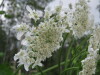 Thumbnail IMG_8318.JPG 
