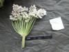 Thumbnail IMG_3067.JPG 