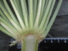 Thumbnail IMG_3068.JPG 