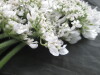 Thumbnail IMG_3069.JPG 