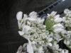 Thumbnail IMG_3070.JPG 