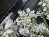 Thumbnail IMG_3071.JPG 