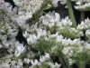 Thumbnail IMG_3072.JPG 