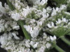 Thumbnail IMG_3073.JPG 