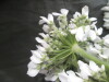 Thumbnail IMG_3074.JPG 
