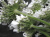 Thumbnail IMG_3075.JPG 