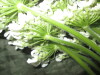 Thumbnail IMG_3076.JPG 