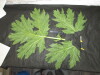 Thumbnail IMG_3078.JPG 
