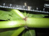 Thumbnail IMG_3080.JPG 