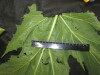 Thumbnail IMG_3082.JPG 