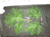 Thumbnail IMG_3083.JPG 