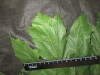 Thumbnail IMG_3085.JPG 