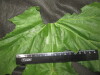 Thumbnail IMG_3086.JPG 
