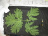 Thumbnail IMG_3088.JPG 