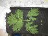 Thumbnail IMG_3089.JPG 