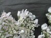 Thumbnail IMG_3090.JPG 