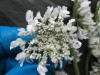 Thumbnail IMG_3091.JPG 