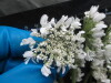 Thumbnail IMG_3092.JPG 