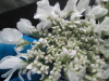 Thumbnail IMG_3093.JPG 
