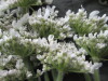 Thumbnail IMG_3095.JPG 