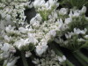 Thumbnail IMG_3096.JPG 