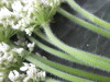Thumbnail IMG_3097.JPG 