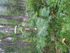 Thumbnail IMG_8322.JPG 