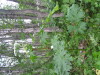 Thumbnail IMG_8324.JPG 