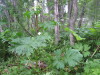 Thumbnail IMG_8325.JPG 