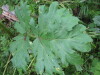 Thumbnail IMG_8326.JPG 