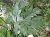 Thumbnail IMG_8327.JPG 