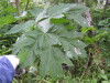 Thumbnail IMG_8328.JPG 